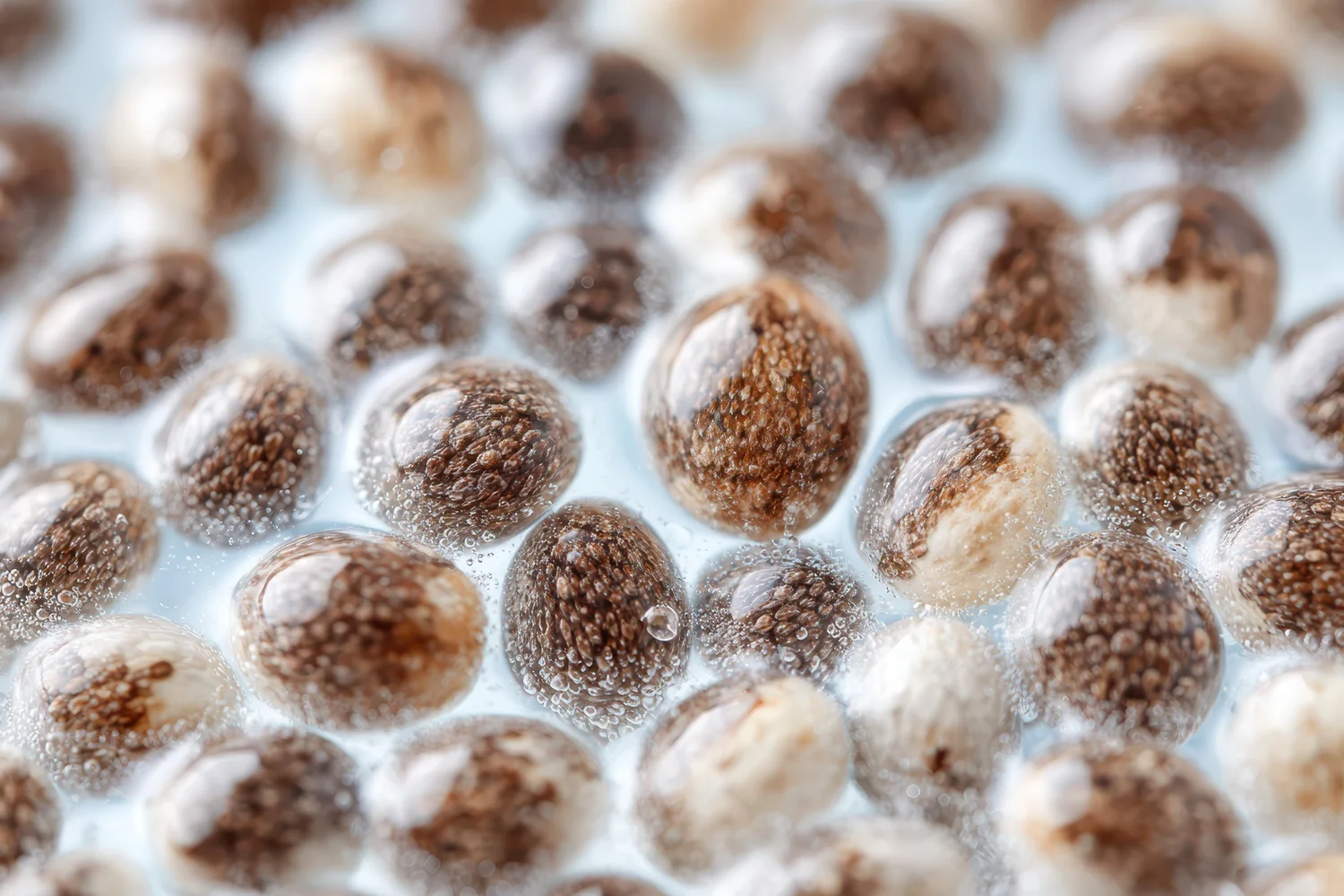 Soaked chia seeds in water highlighting low chia seeds calories content.